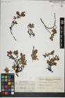 Foto von Salix herbacea L. x Salix lapponum L.